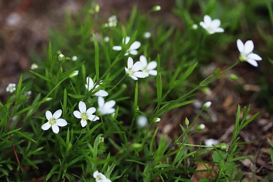 Moehringia pendula flower