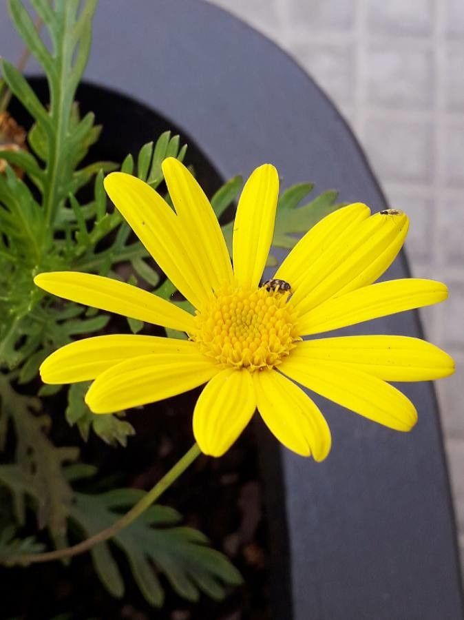 Euryops pectinatus flower