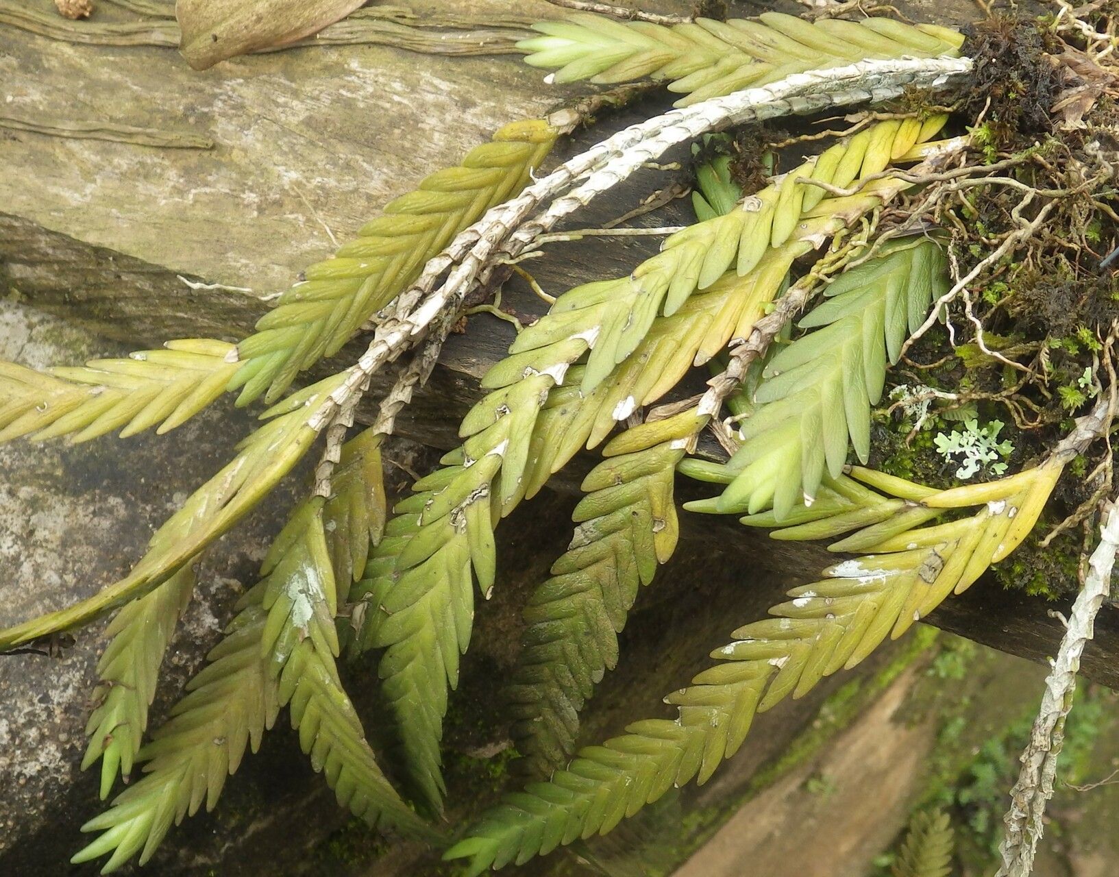 Angraecum podochiloides — houseplant care guide