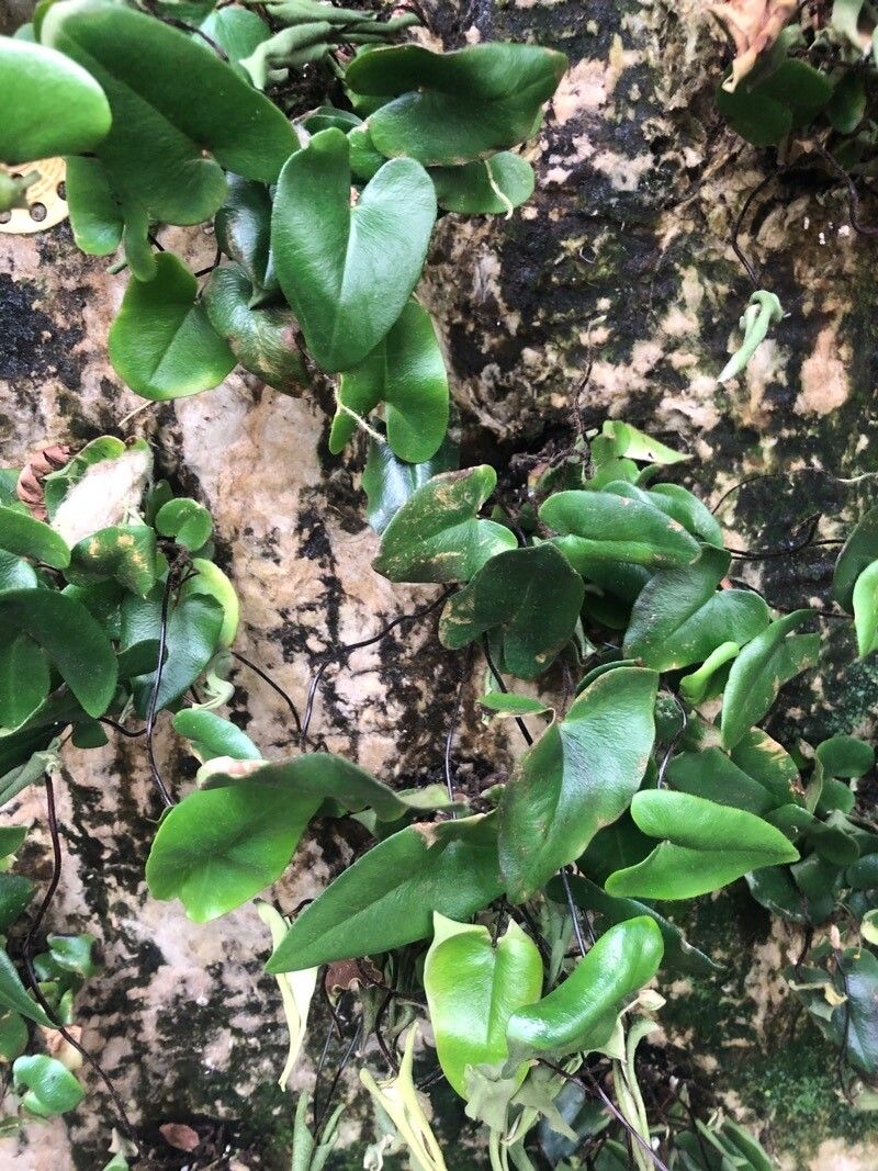 Hemionitis arifolia leaf