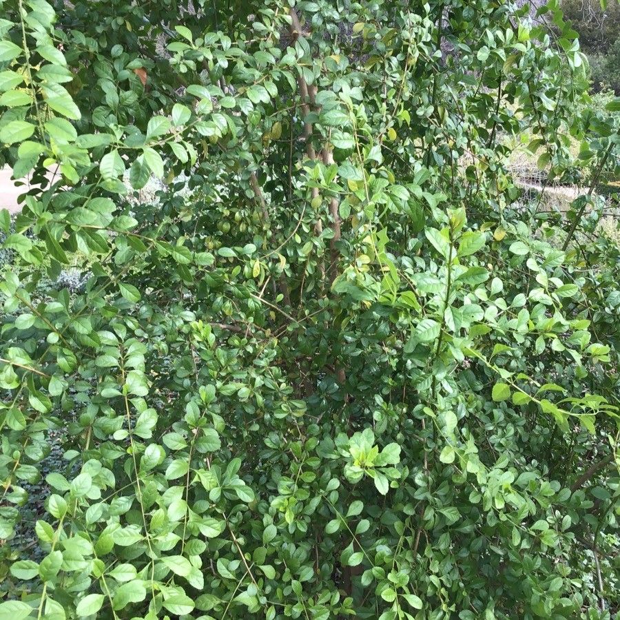Duranta mutisii habit
