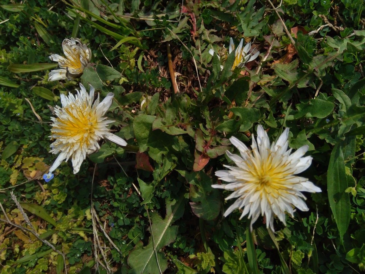 Taraxacum albidum flower