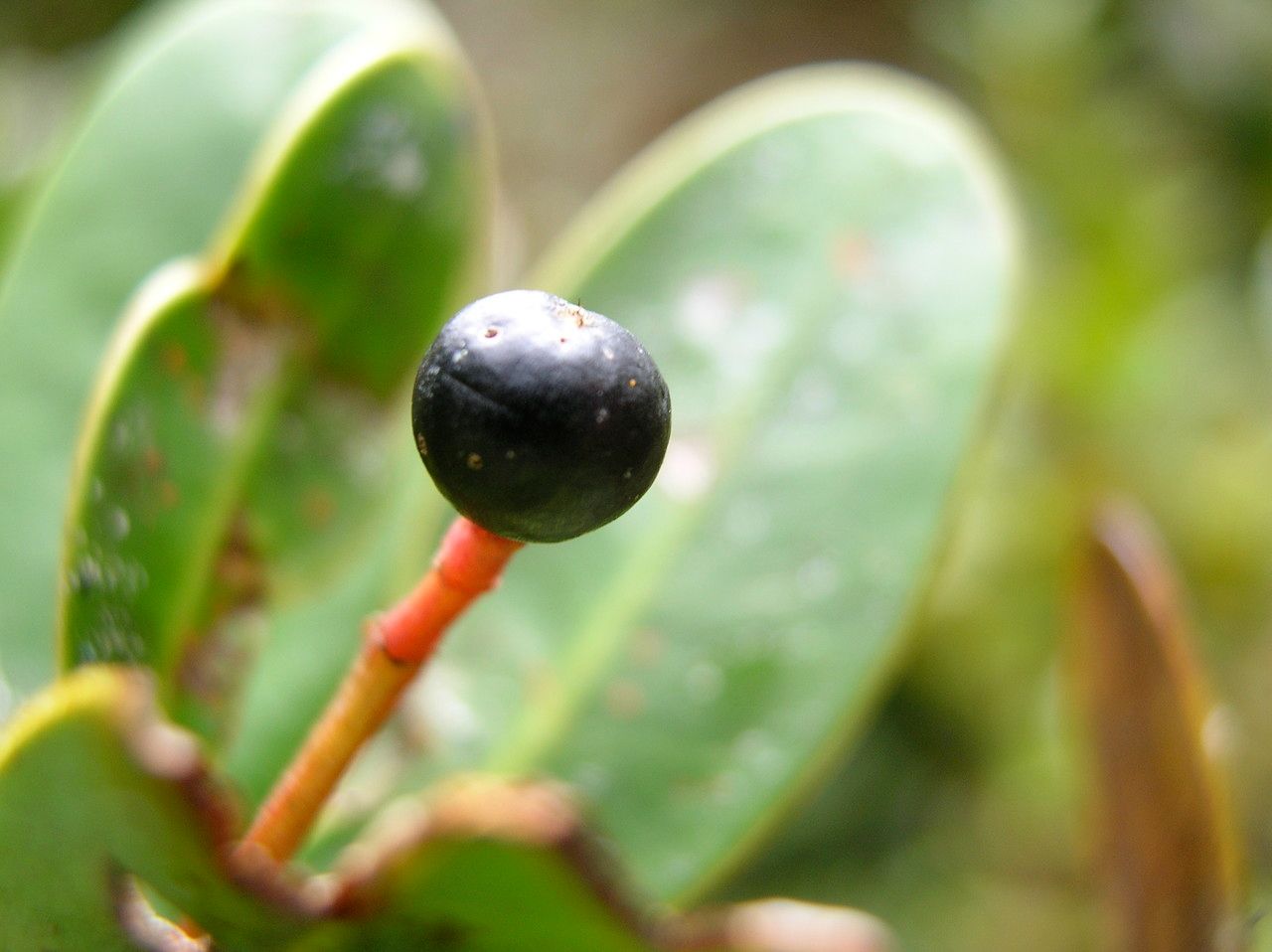 Zygogynum tanyostigma fruit