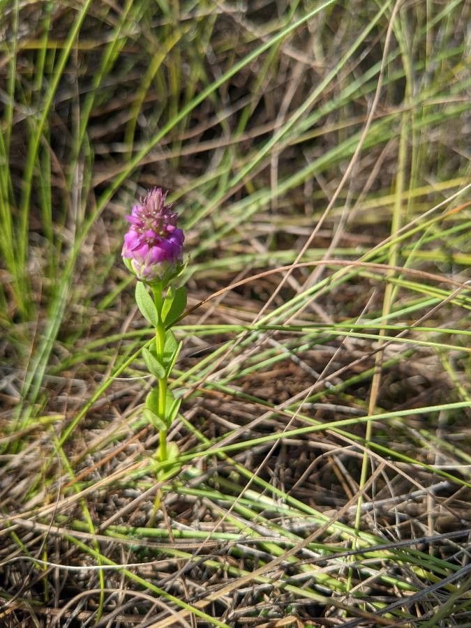 Polygala timoutou flower