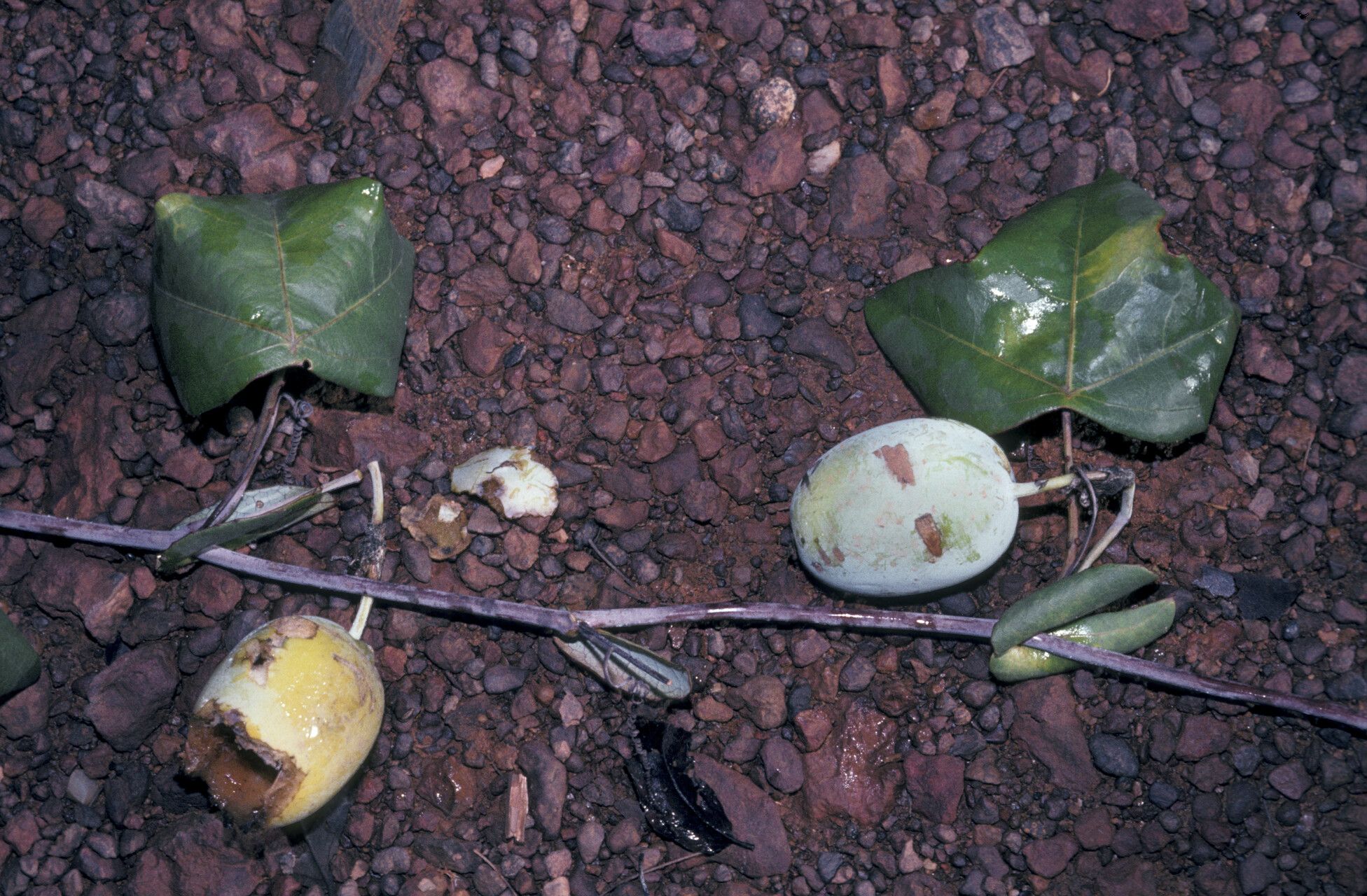 Passiflora garckei — houseplant care guide