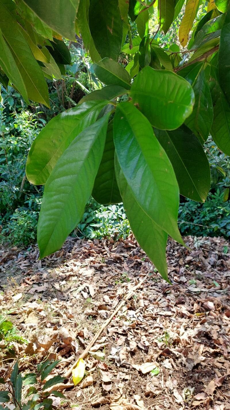 Syzygium malaccense