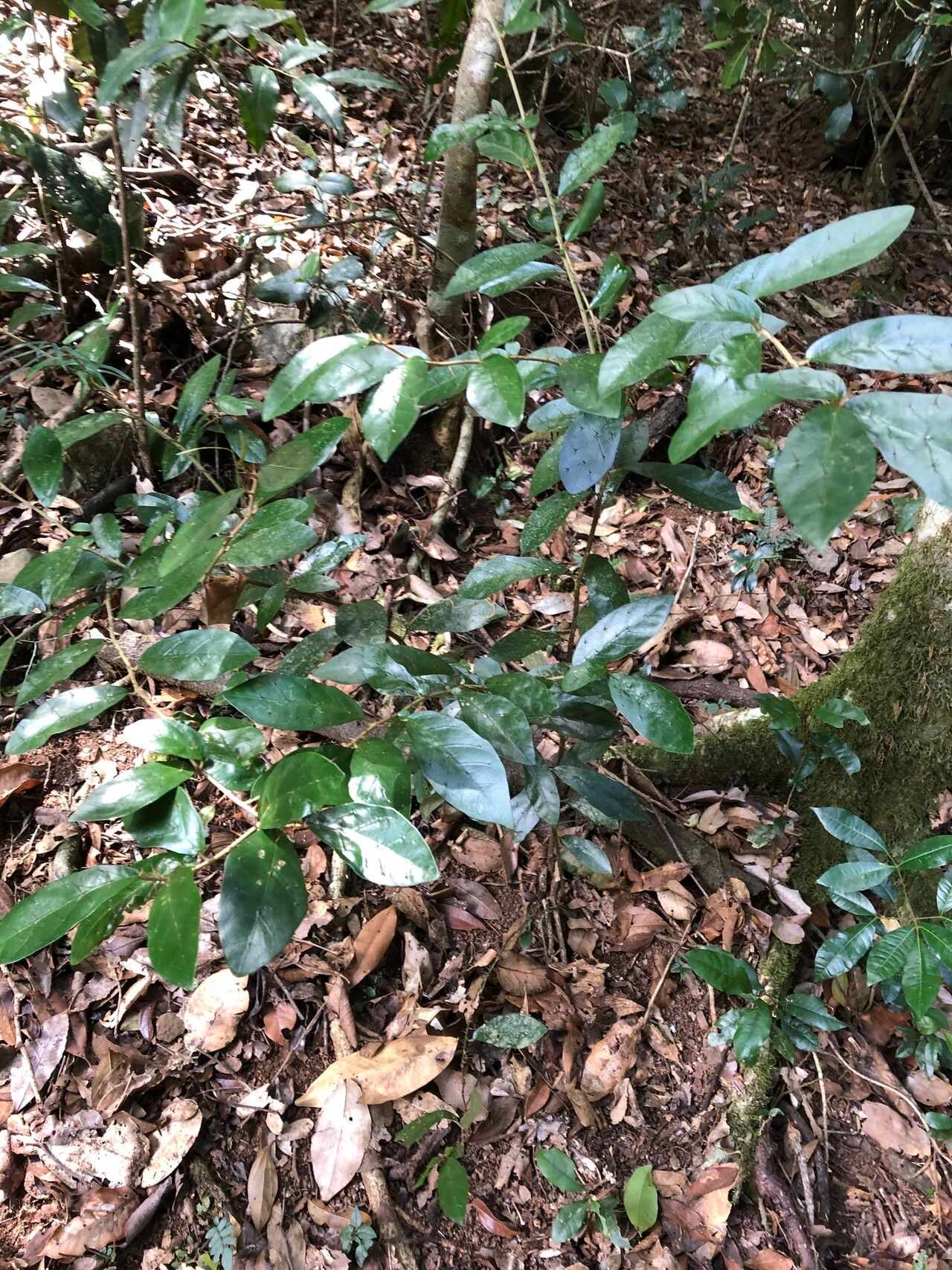 Solanum corifolium habit