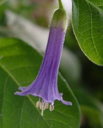 Iochroma warscewiczii flower