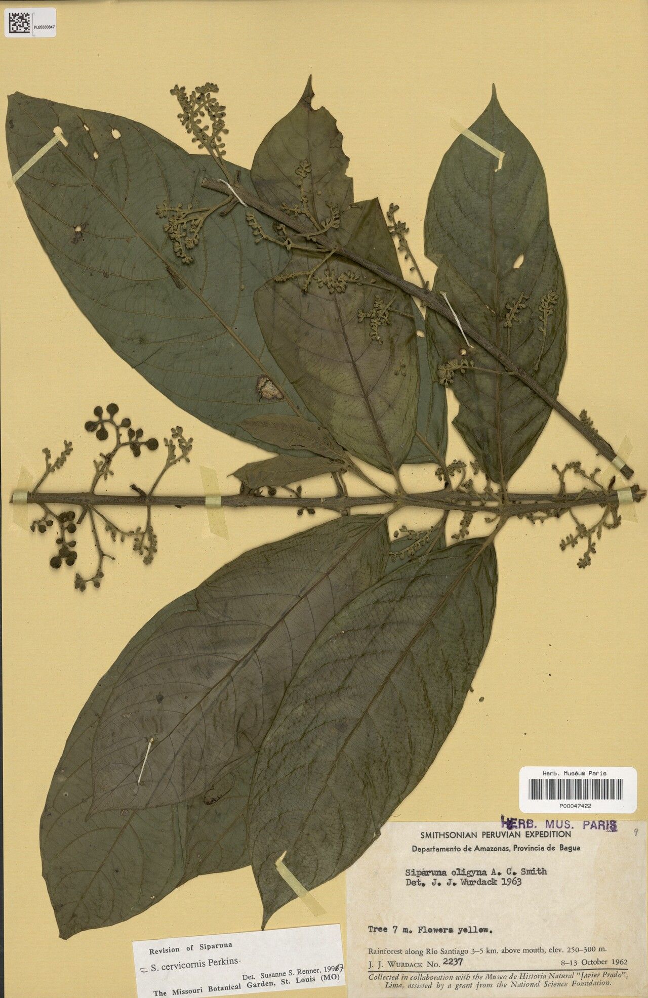 Siparuna cervicornis — related species from the same genus