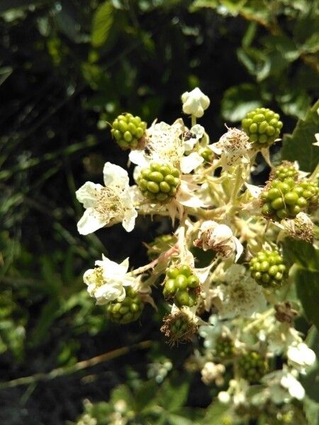 Rubus montanus fruit