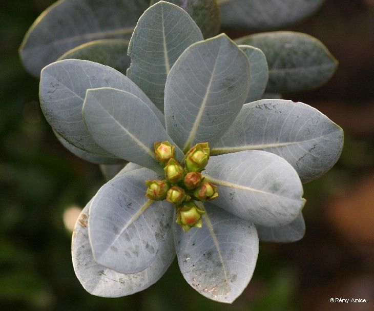 Xanthostemon glaucus — houseplant care guide