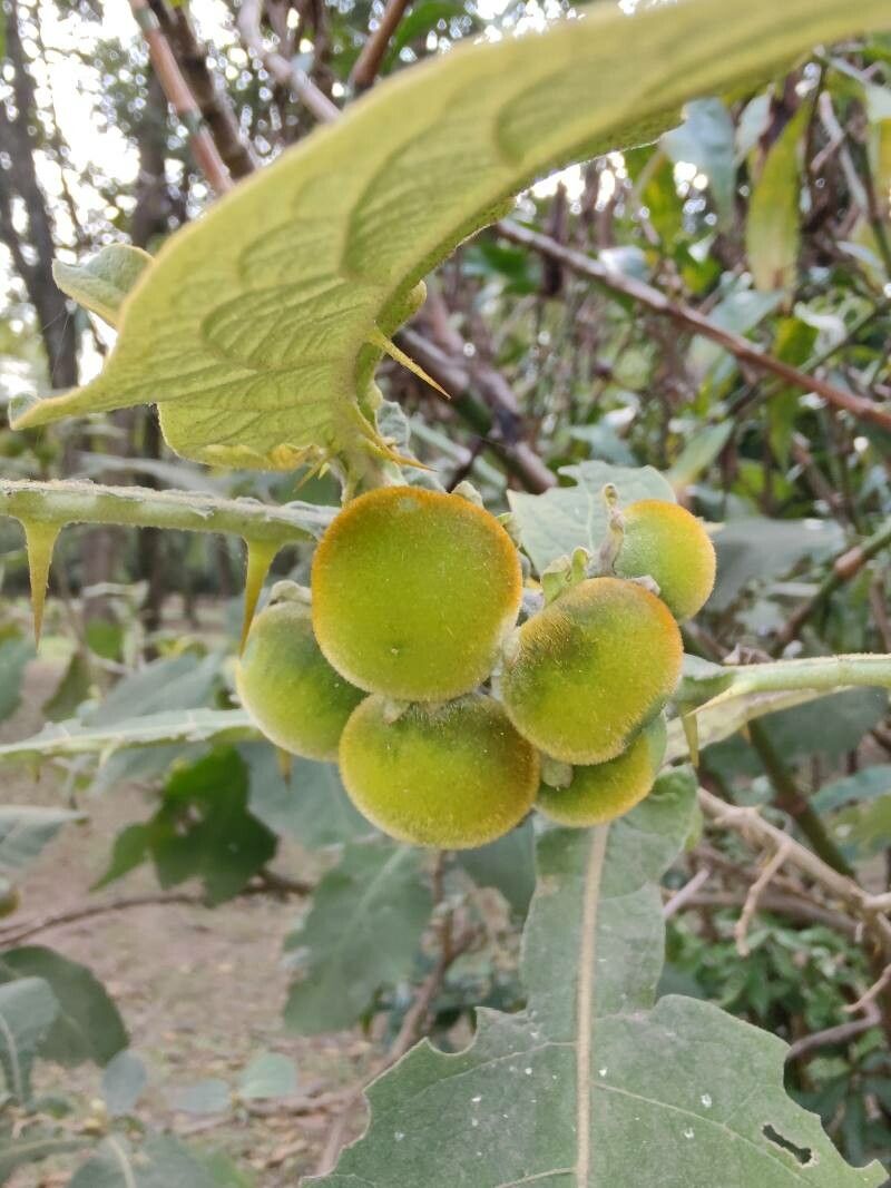 Solanum grandiflorum — search result for 'Peru to Bolivia'