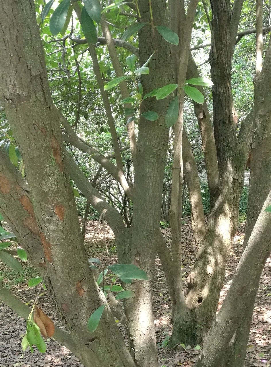 Photinia bodinieri bark