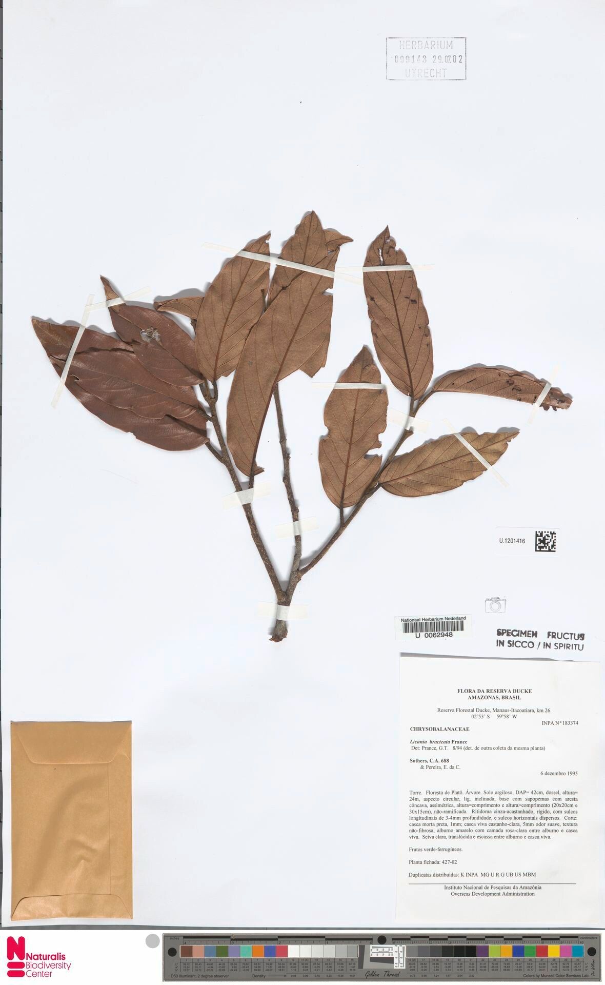 Licania bracteata leaf