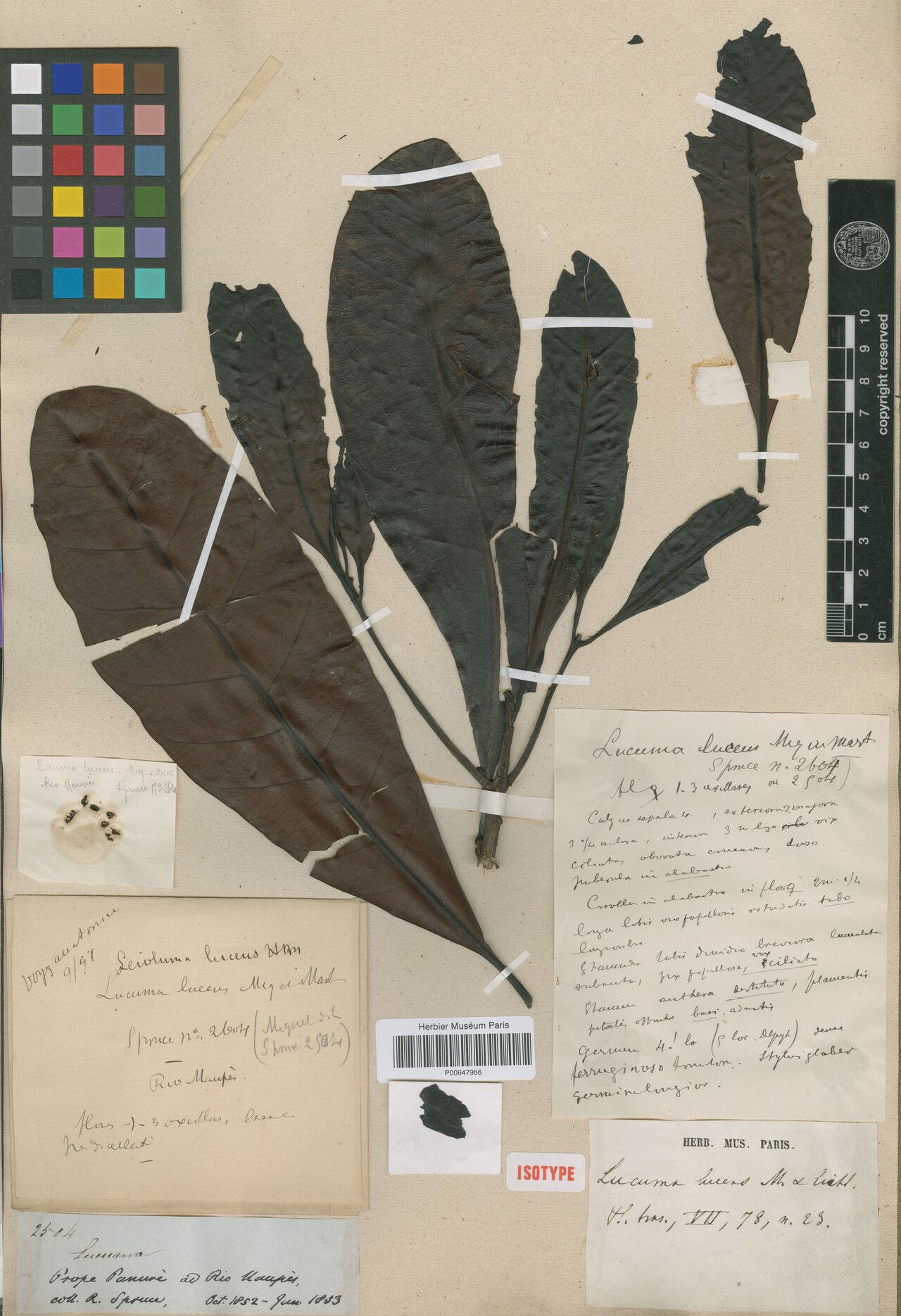 Pouteria lucens — houseplant care guide