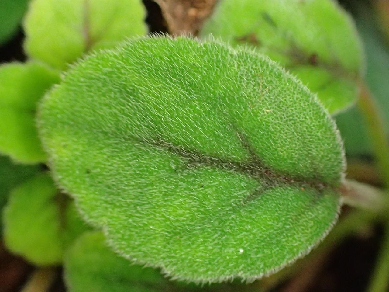 Episcia dianthiflora fruit