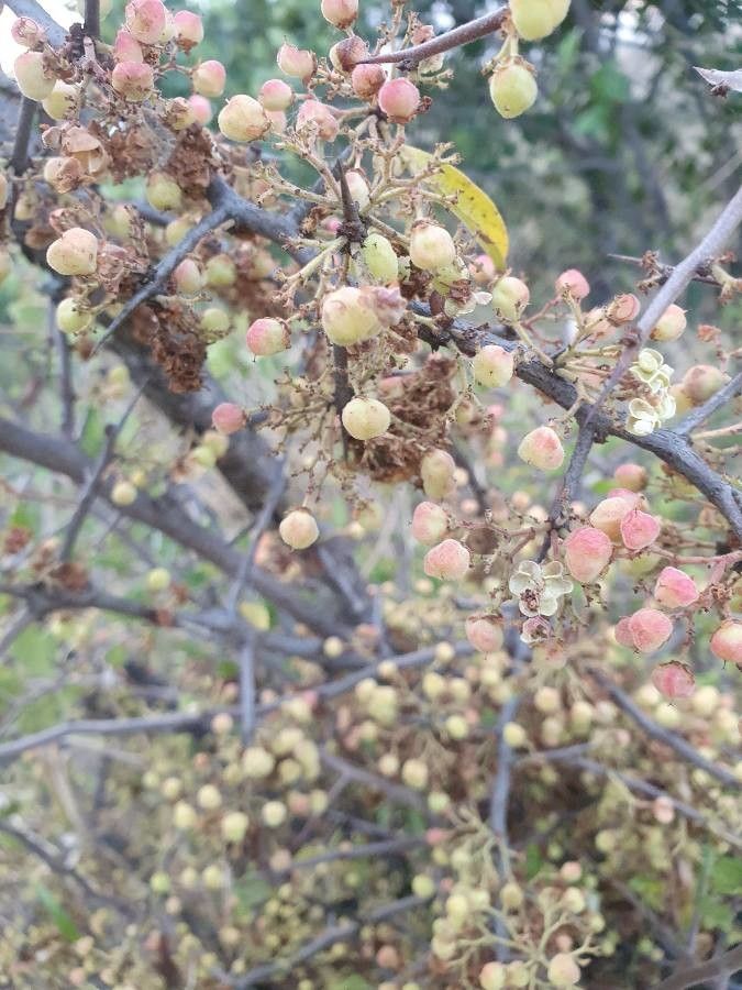 Gymnosporia putterlickioides fruit