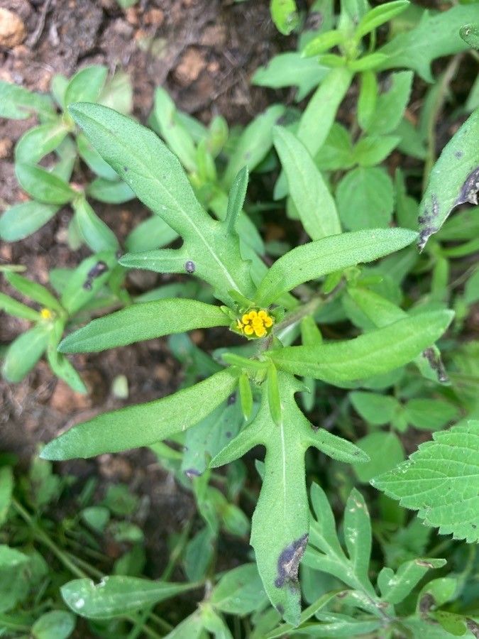 Melampodium sericeum flower