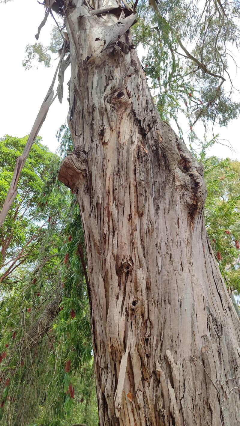 Eucalyptus kartzoffiana — houseplant care guide