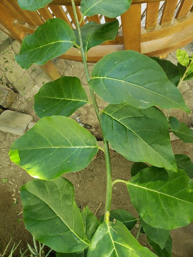 Juanulloa mexicana — search result for 'Solanaceae'