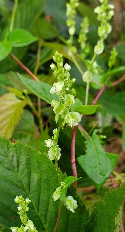 Fallopia scandens flower