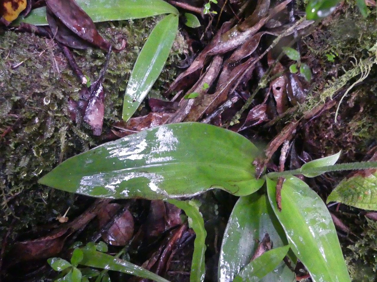Habenaria citrata leaf