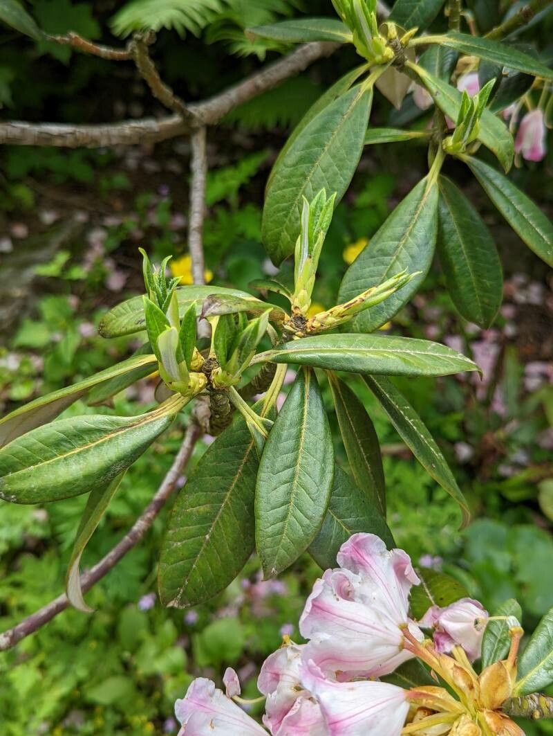 Rhododendron insigne — houseplant care guide