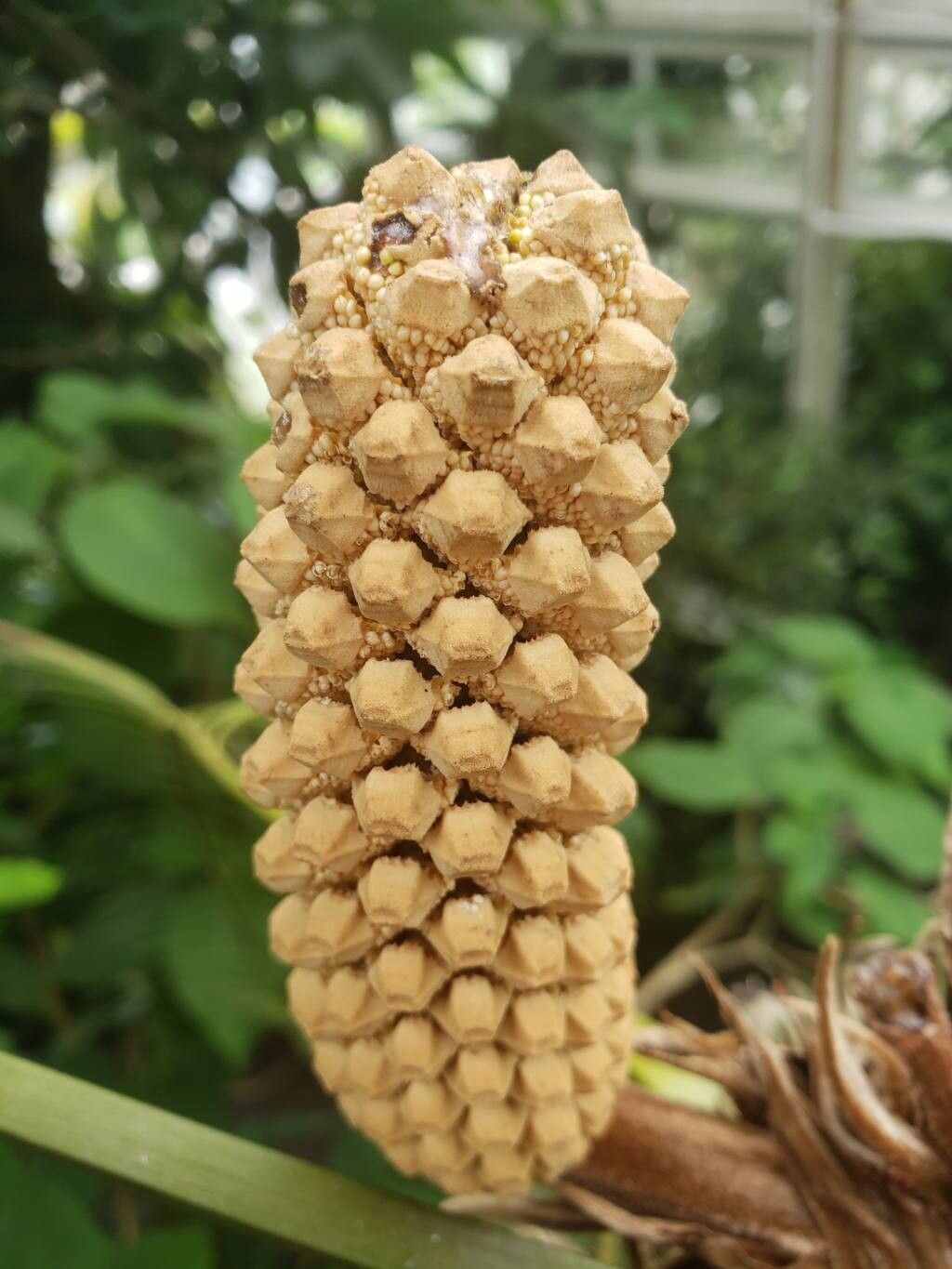 Zamia pseudoparasitica other