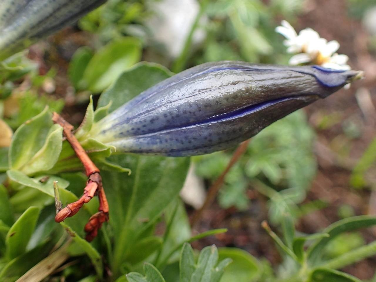 Gentiana angustifolia fruit