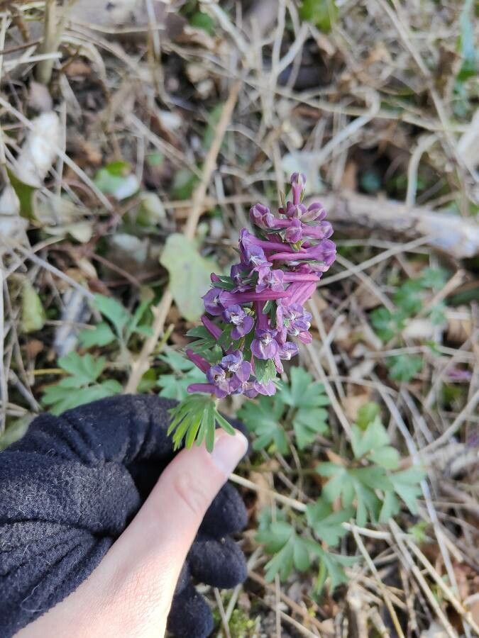 Corydalis × hybrida — houseplant care guide