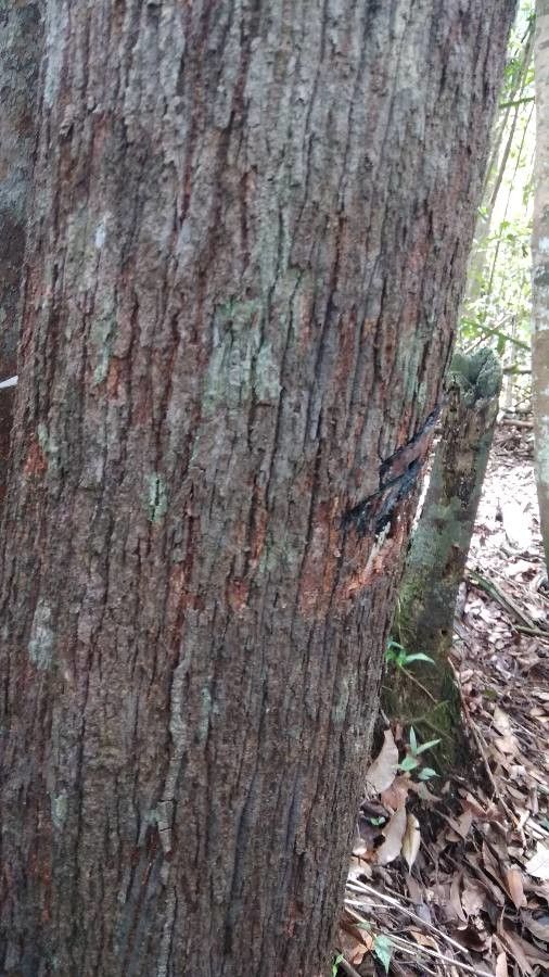 Gluta renghas — search result for 'Anacardiaceae'