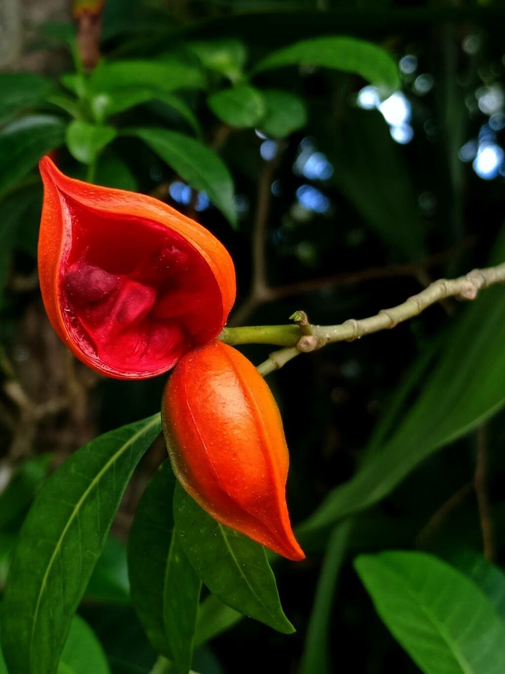 Tabernaemontana pandacaqui fruit
