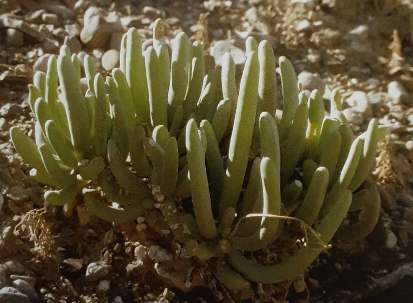Crassothonna opima — related species from the same genus