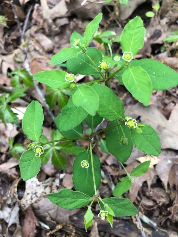 Euphorbia pubentissima flower