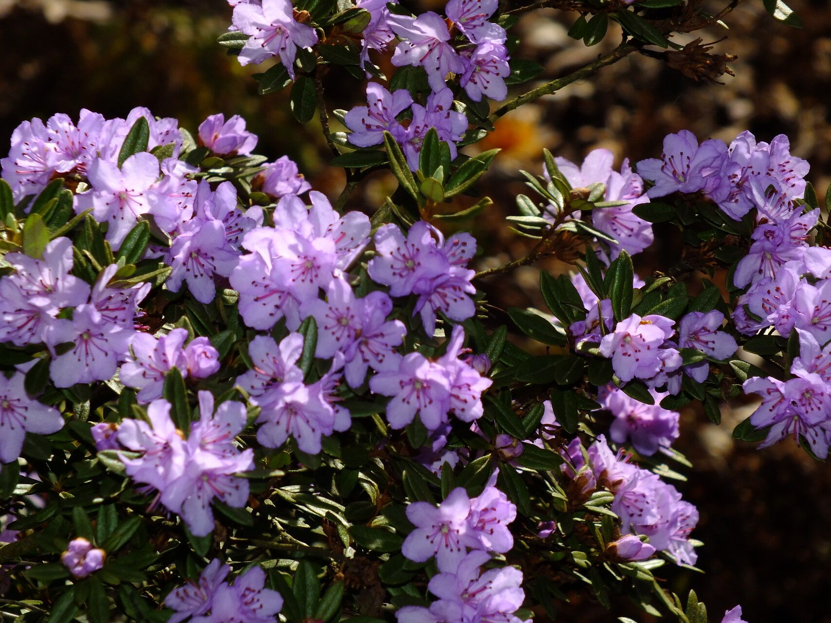 Rhododendron polycladum flower
