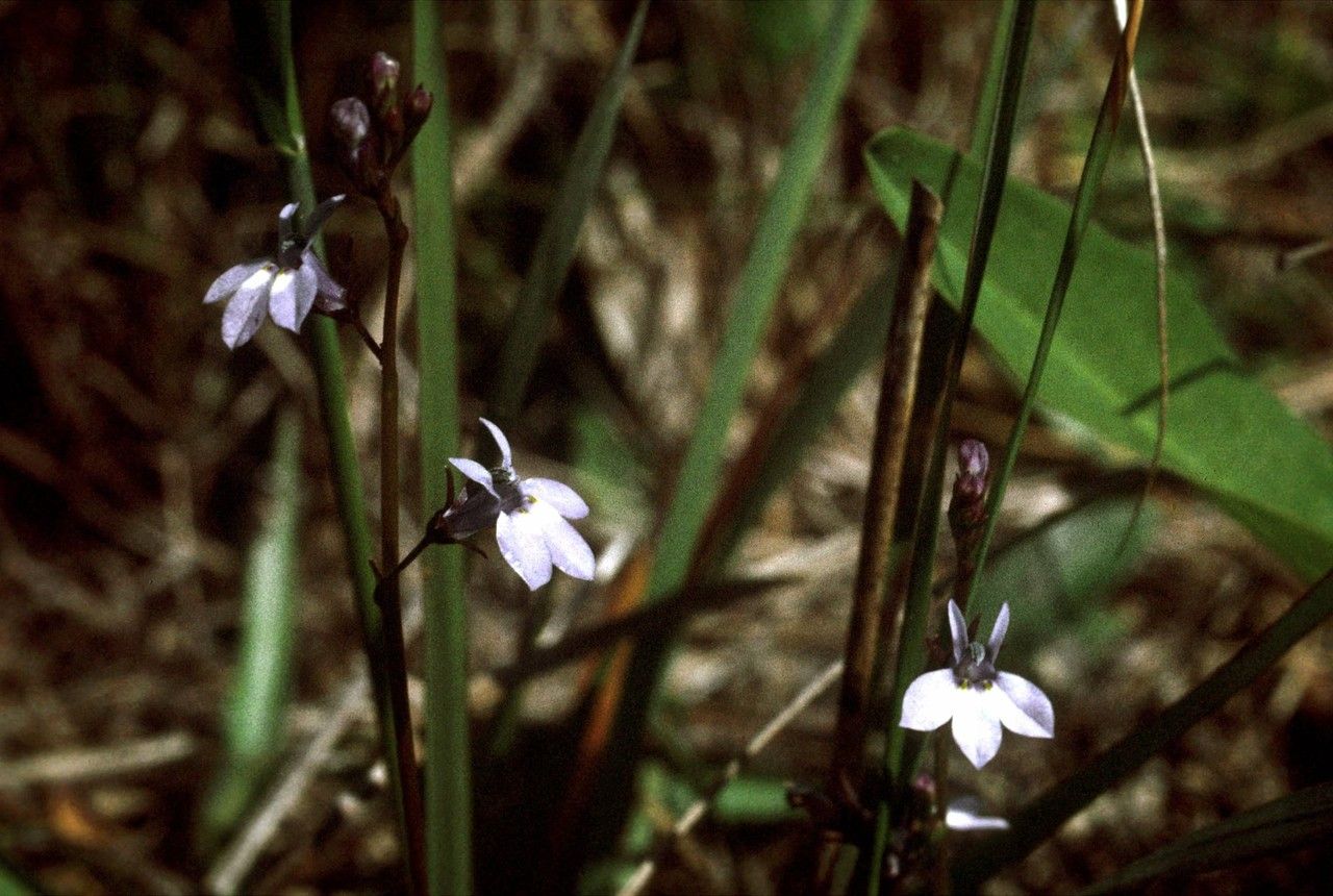 Lobelia glandulosa habit