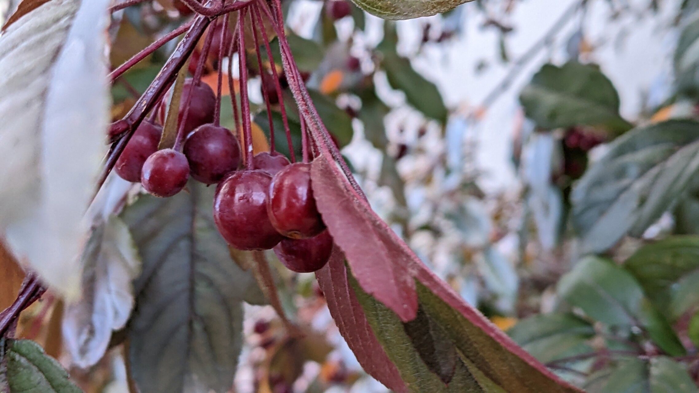 Malus sieboldii fruit