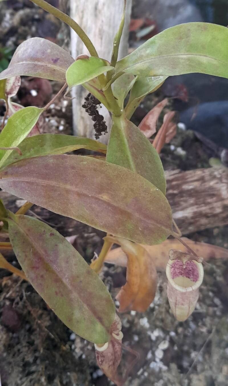 Nepenthes minima habit