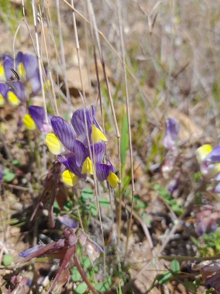 Vicia lunata flower