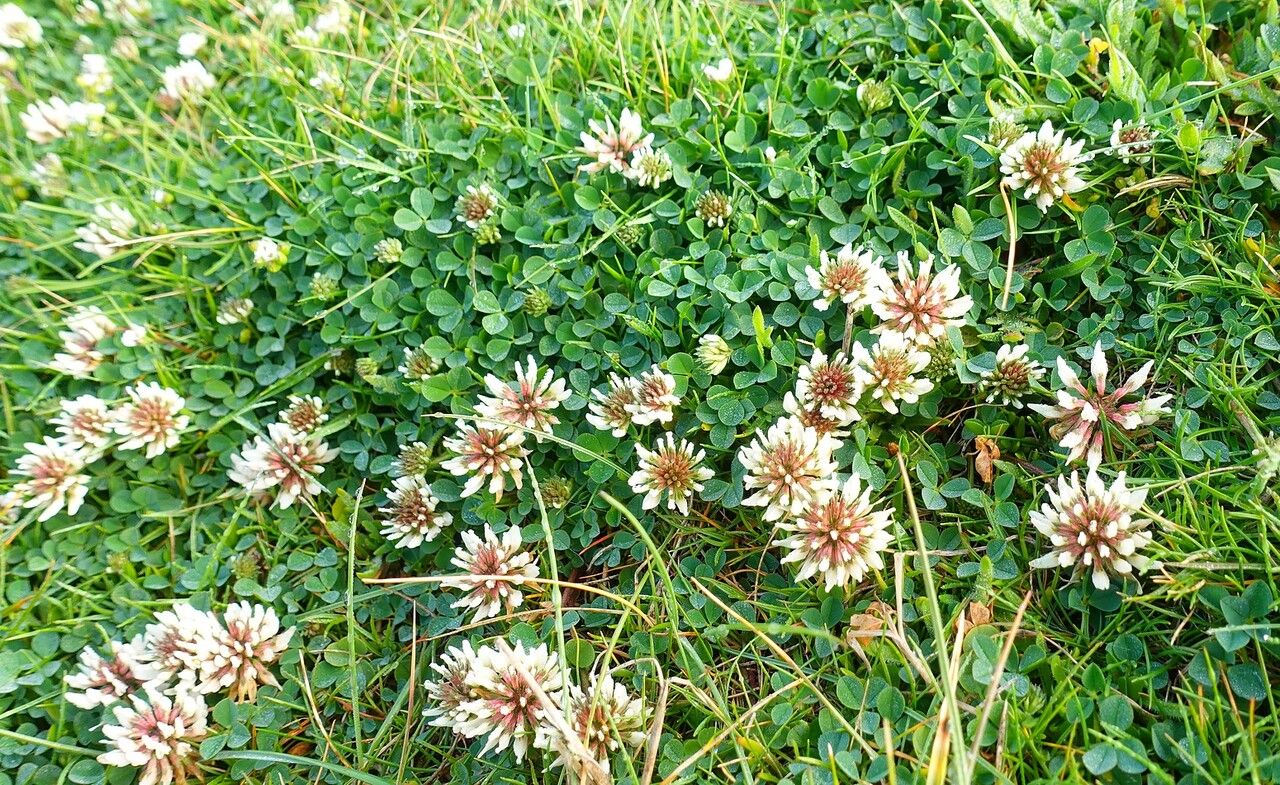 Trifolium occidentale habit