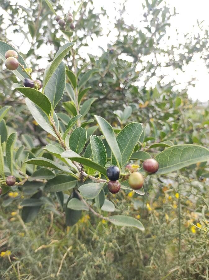 Citharexylum kunthianum fruit