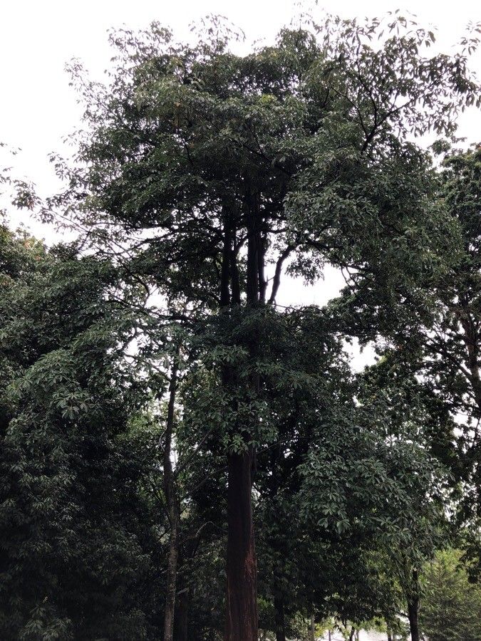 Alstonia angustiloba habit