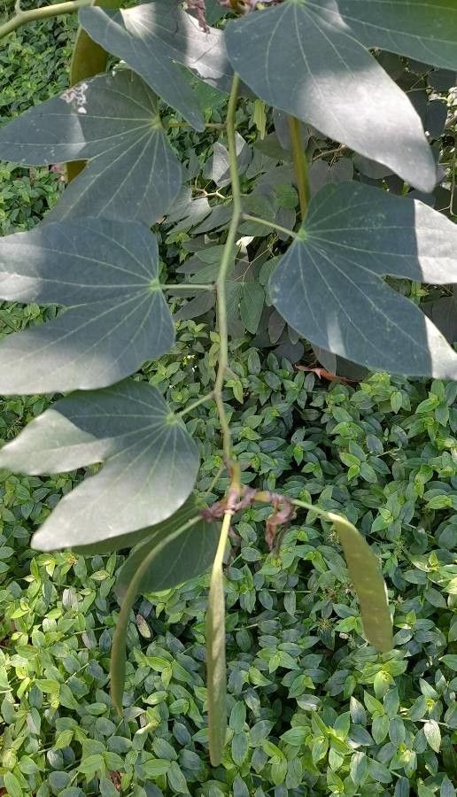 Bauhinia acuminata leaf