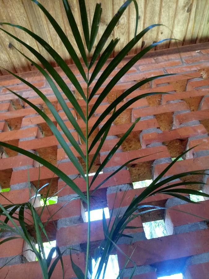 Hyospathe elegans leaf