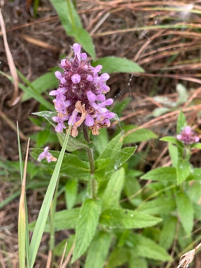 Stachys palustris — search result for 'Stachys'
