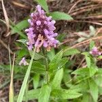 Stachys palustris