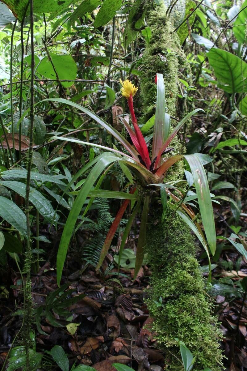 Guzmania zahnii — search result for 'Guzmania'