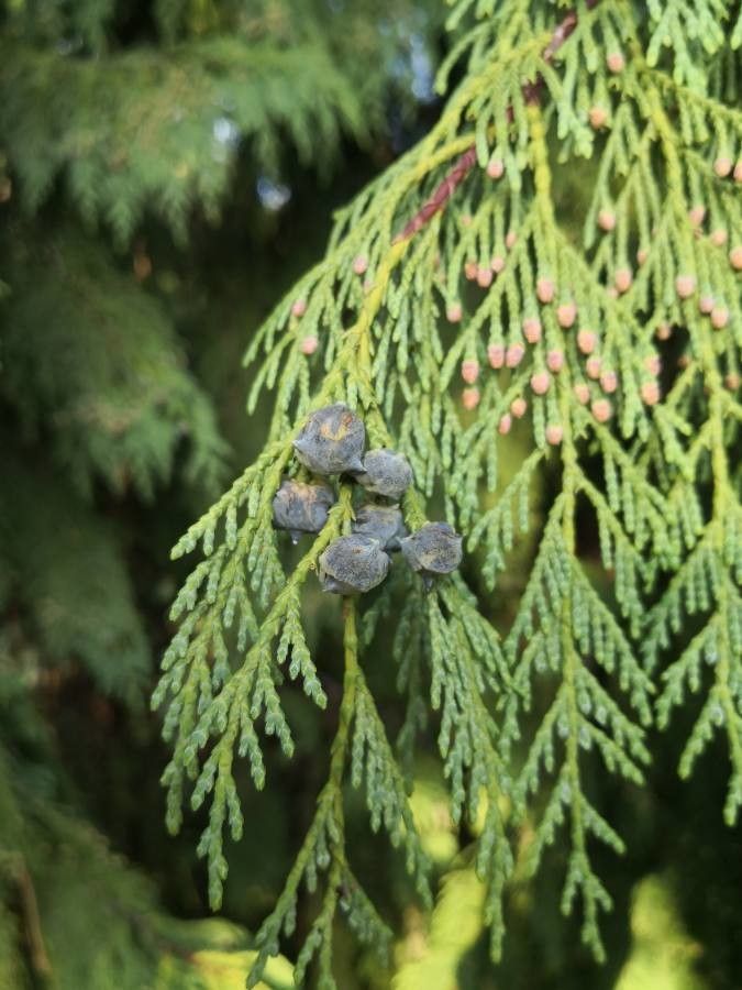 Cupressus nootkatensis fruit