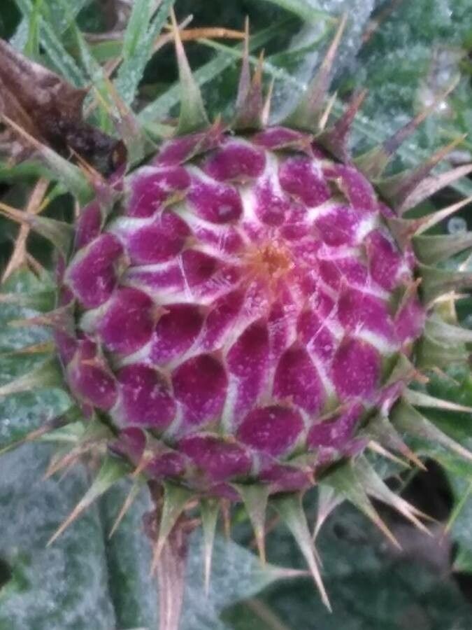 Onopordum illyricum flower