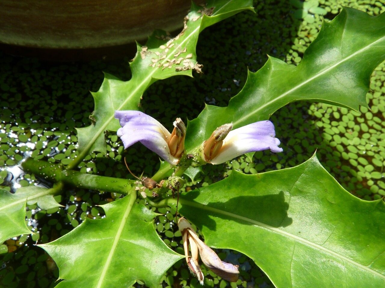 Acanthus ilicifolius flower